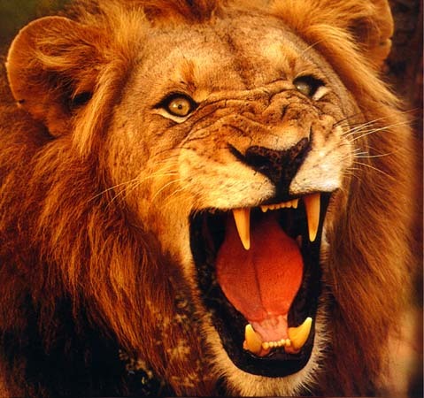 male_lion.jpg